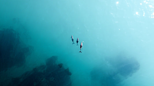 W Reef Project