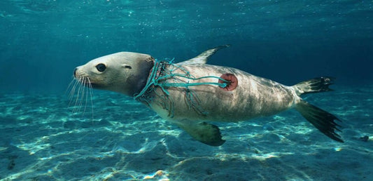 The critical state of seals on the Belgian coast